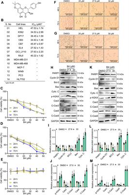 B4 suppresses lymphoma progression by inhibiting fibroblast growth factor binding protein 1 through intrinsic apoptosis